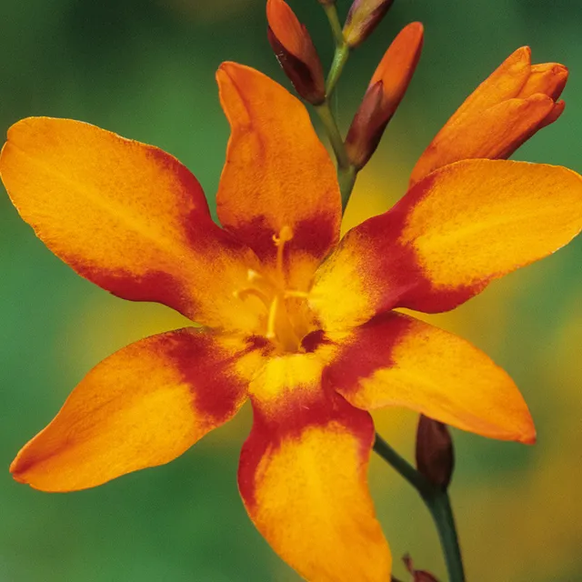 Sarah Raven Crocosmia Emily McKenzie Knollen 20 Stück orange