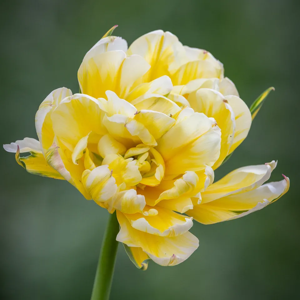 Sarah Raven Bulbs Tulip Sweet Valley Blumenzwiebeln 10 Stück gelb