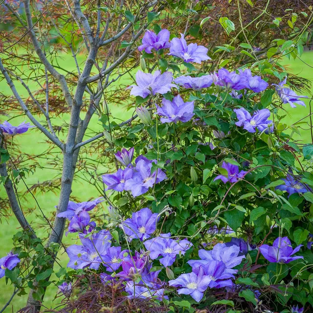 Sarah Raven Plants Clematis H F Young Pflanze 2L Topf blau