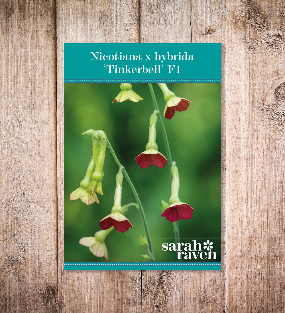Sarah Raven Seeds Nicotiana Tinkerbell Ziertabak Samen 50 Samen Vase