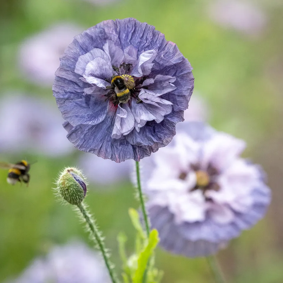 Sarah Raven Papaver Amazing Grey Mohnsamen 500 Samen grau