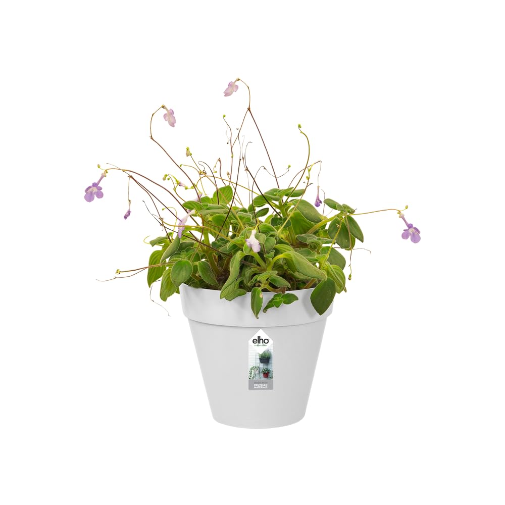 elho Loft Urban Green Wall Pflanztopf 15cm Weiß für Pflanzenwand
