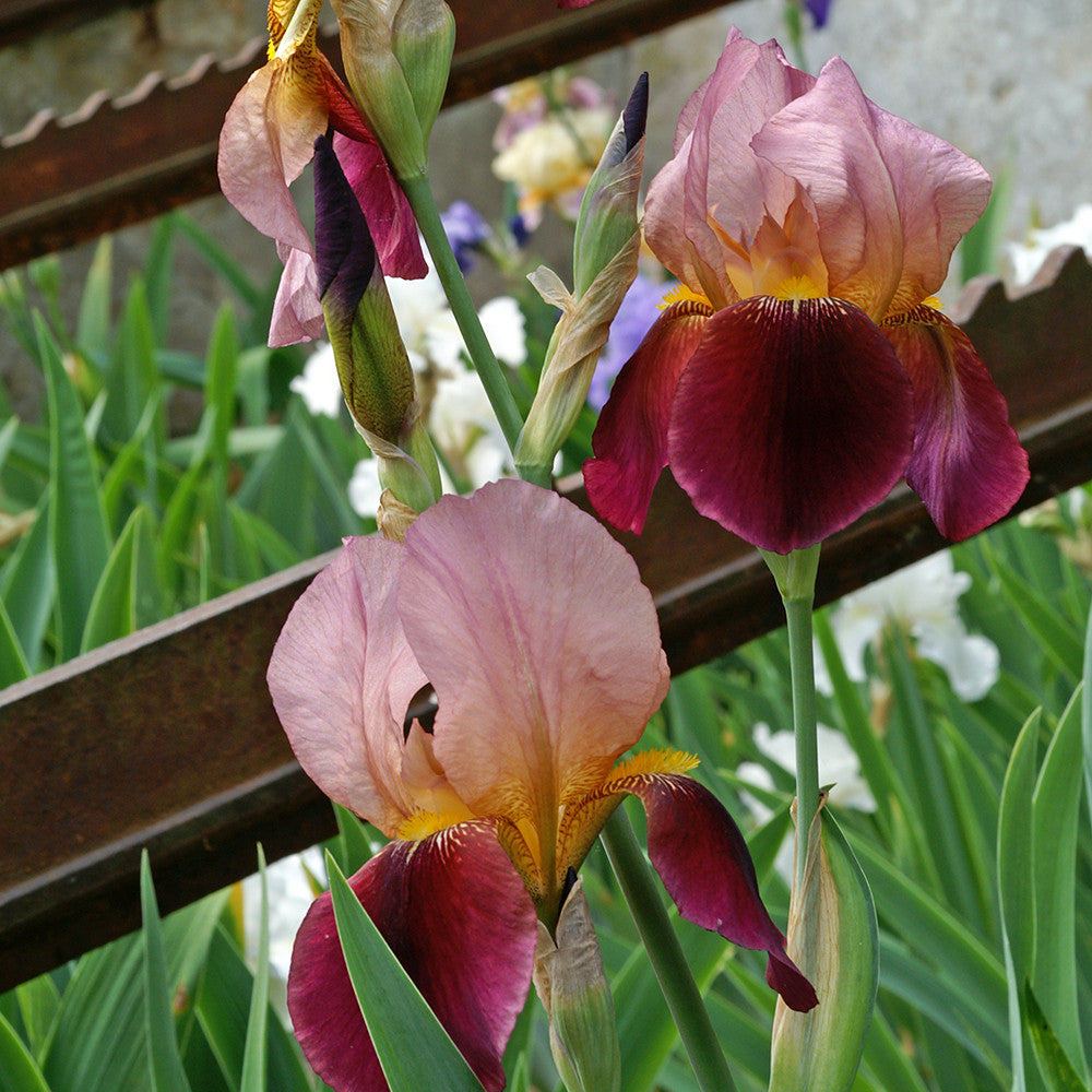 Sarah Raven Iris germanica Salonique Rhizom Lila-Rosa 3 Stück
