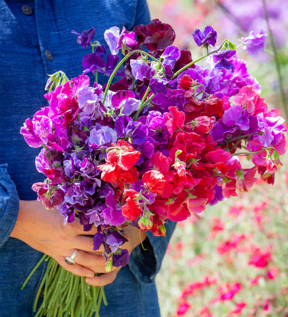 Sarah Raven Plants Sweet Pea Eclipse Wickensamen 20 Samen lila
