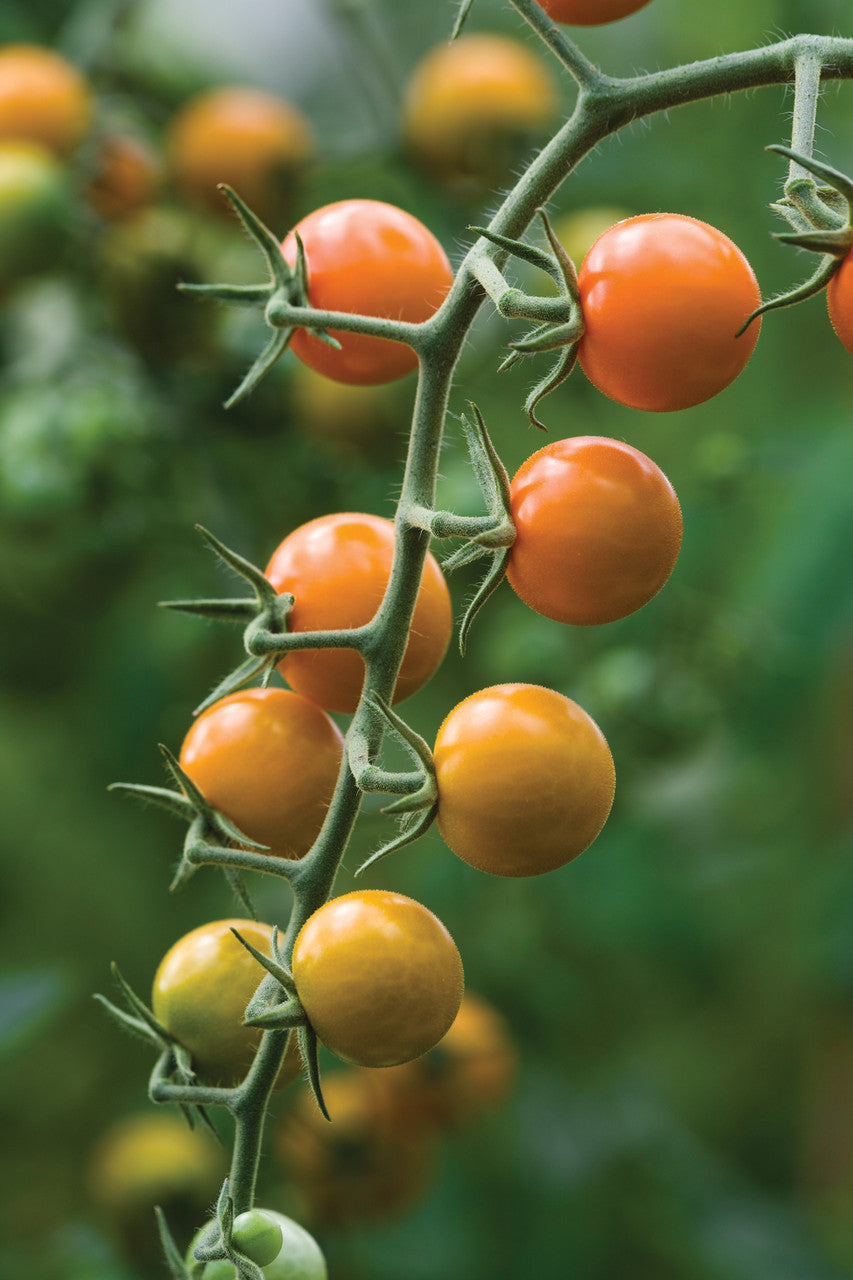 Sarah Raven Sungold Tomaten 20 Samen süß gelb