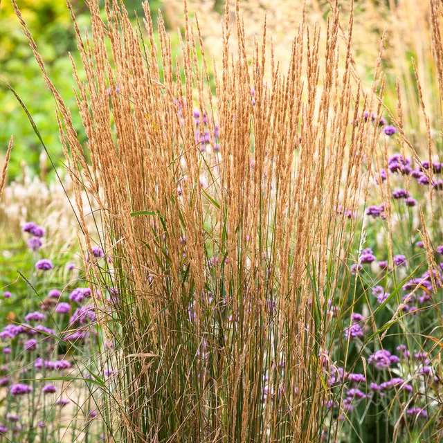 Sarah Raven Plants Calamagrostis Karl Foerster Ziergras 9cm
