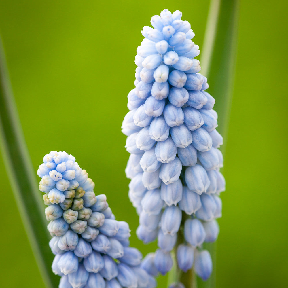 Sarah Raven Bulbs Muscari Babies Breath Blumenzwiebeln 25 Stück hellblau