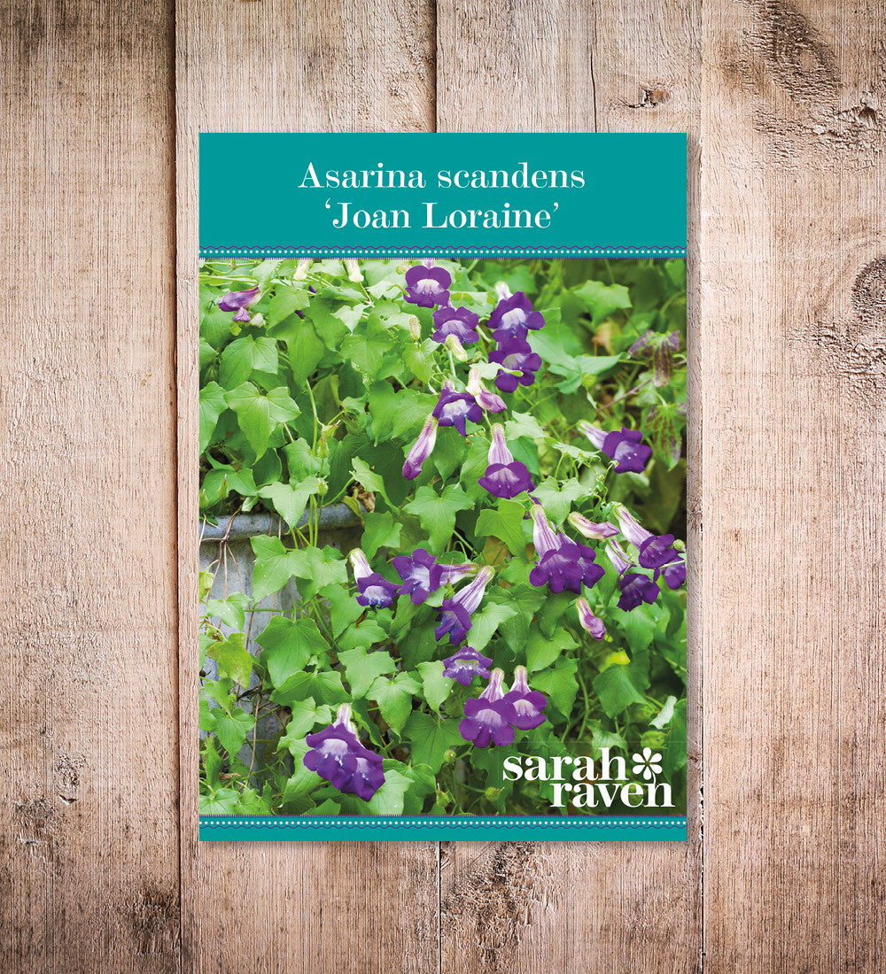 Sarah Raven Seeds Lophospermum Joan Loraine Samen 30 St