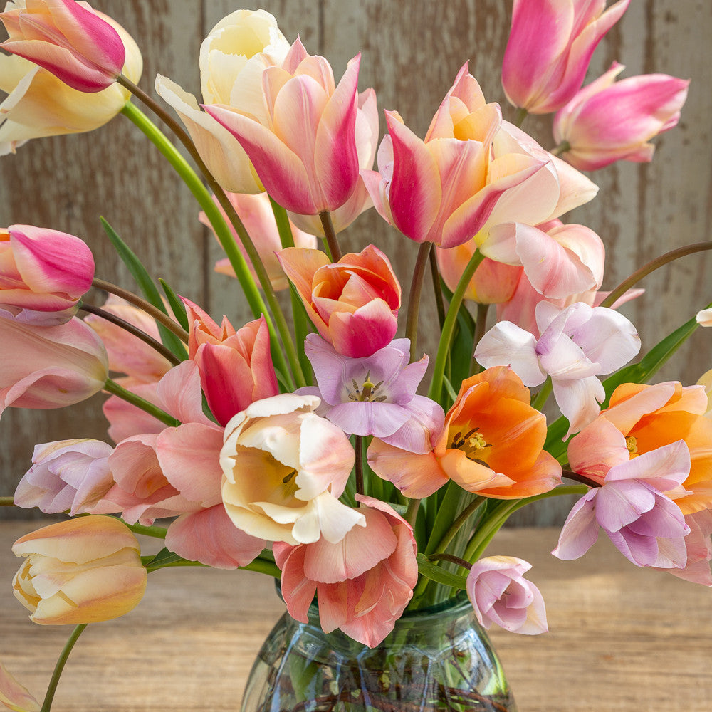 Sarah Raven Bulbs Shells Beach Tulpenzwiebeln 25 Stk pastell