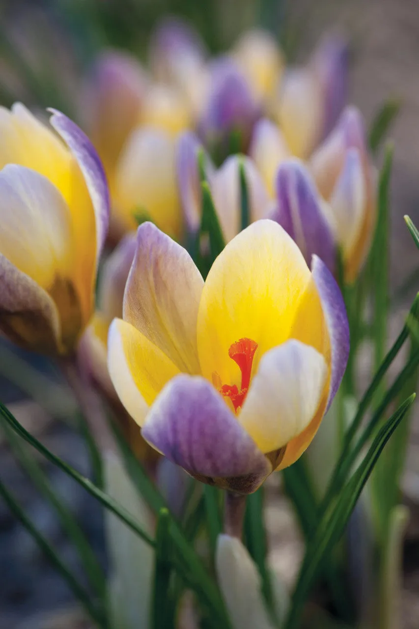 Sarah Raven Bulbs Crocus Advance Blumenzwiebeln 25 Knollen zweifarbig