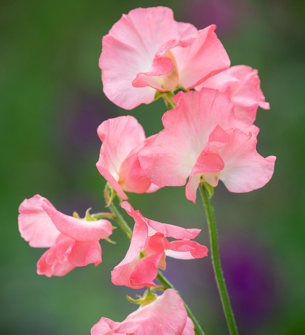 Sarah Raven Seeds Sweet Peas Blumensamen 6 Packungen Duft