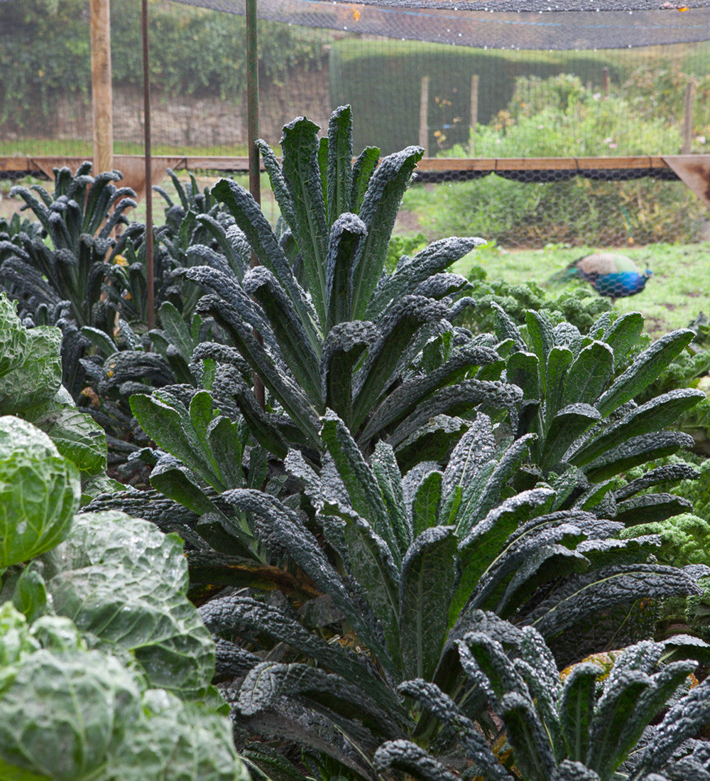 Sarah Raven Seeds Kale Nero di Toscana Saatgut 100 Samen Winter