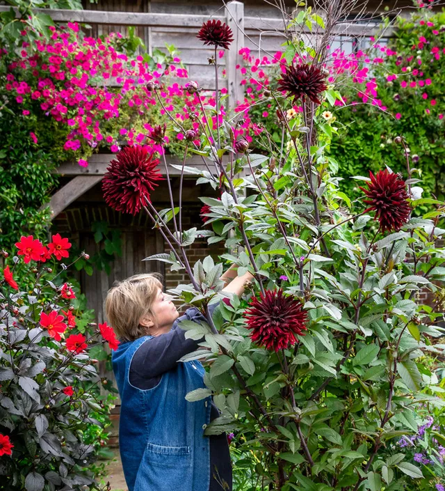 Sarah Raven Dahlia Black Jack Dahlienknolle 1 Stück dunkel