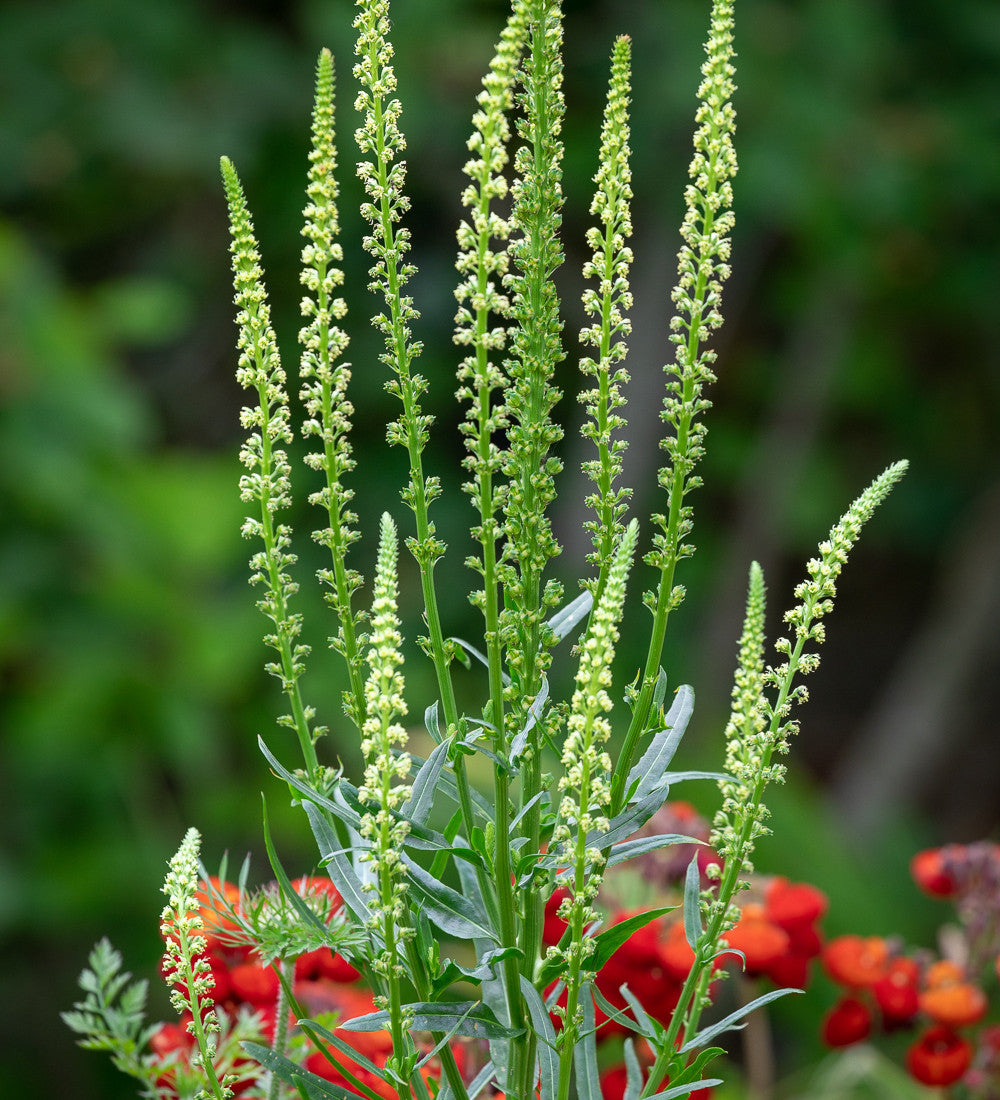 Sarah Raven Seeds Reseda luteola Samen 500 Stück duftend