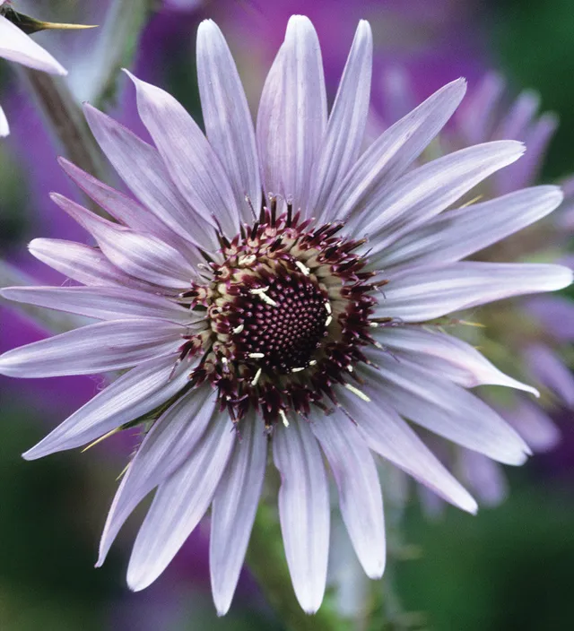 Sarah Raven Seeds Berkheya purpurea Samen 20 Samen violett