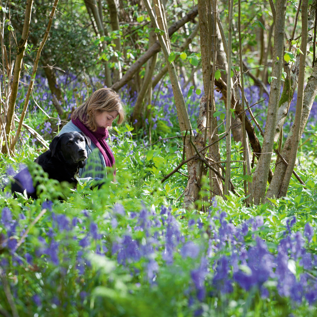 Sarah Raven Bluebells Hasenglöckchen Zwiebeln 25 Stück