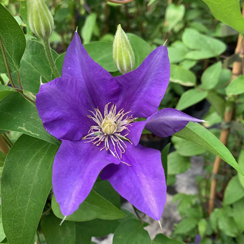 Sarah Raven Clematis Olympia Pflanze 3 Liter Topf blau