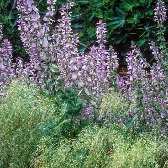 Sarah Raven Plants Salvia Turkestaniana Salbei 3x 9cm rosa