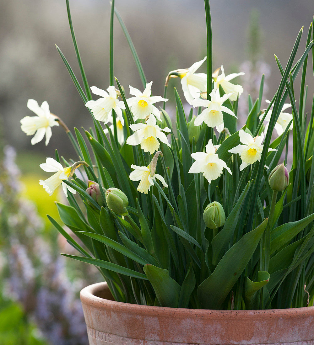 Sarah Raven Bulbs Narcissus for Pots Blumenzwiebeln 40 Stück duftend