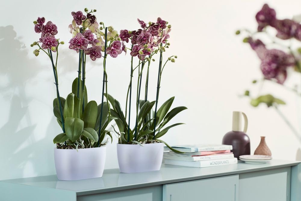 elho Brussels Orchidee Duo Blumentopf 25 cm transparent Doppel