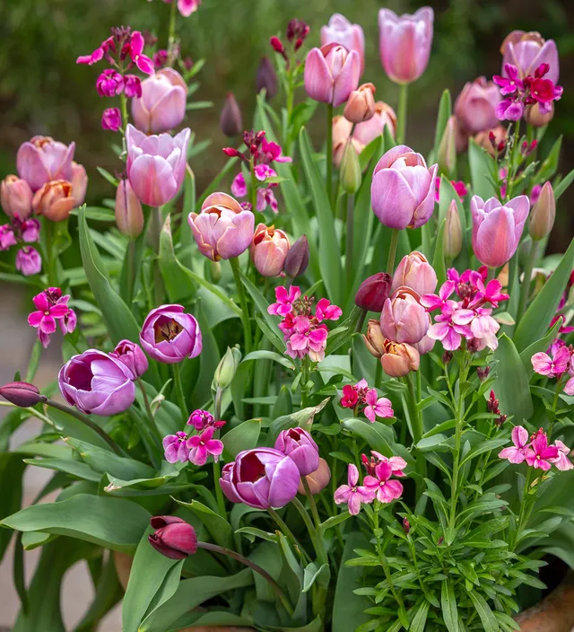 Sarah Raven Plants Smoke Incense Tulpen Goldlack Mix 36 Stück