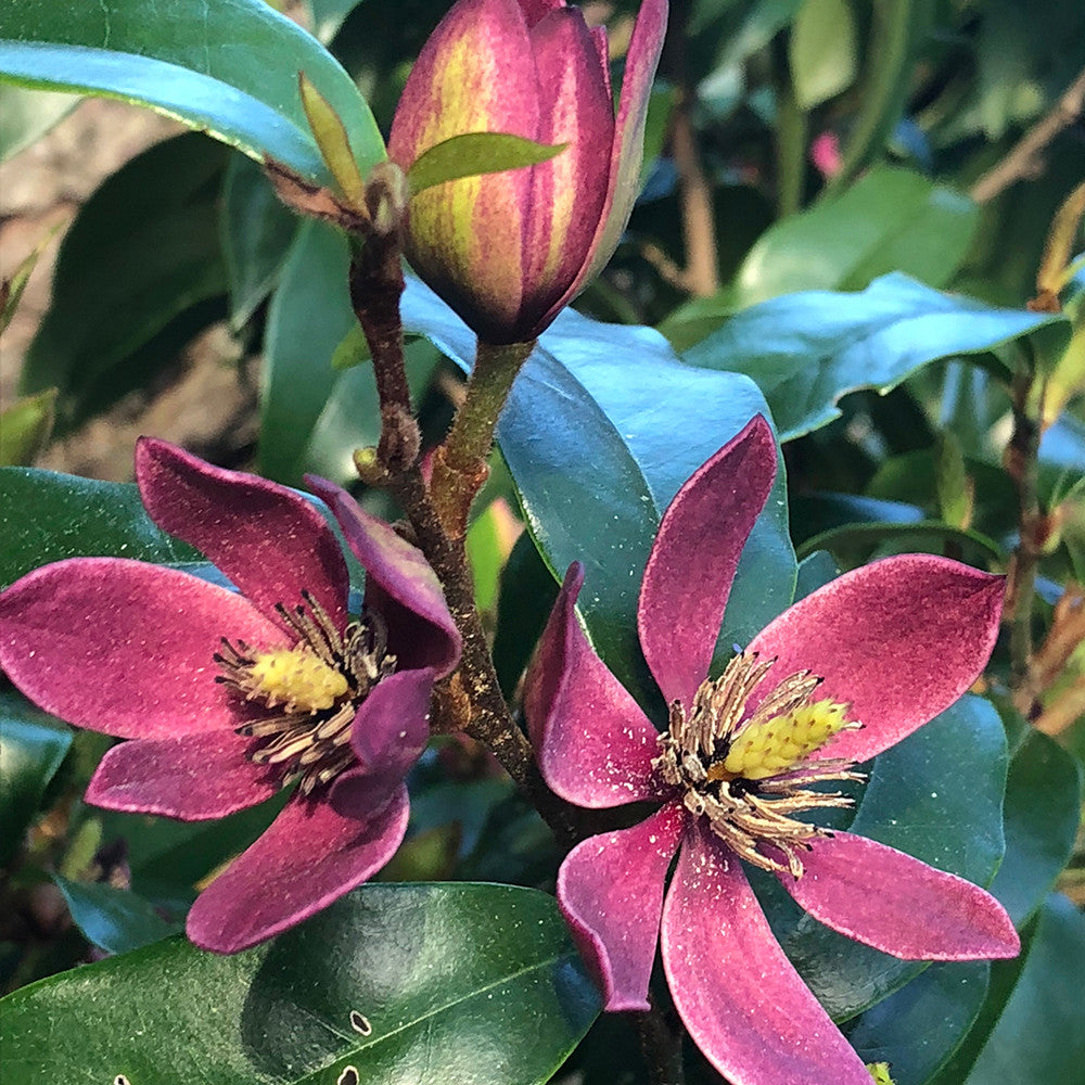 Sarah Raven Plants Magnolia Stellar Ruby Pflanze 1x2L Topf rosa