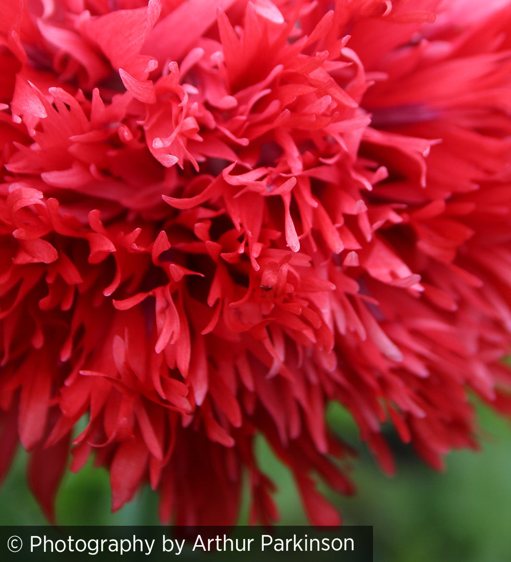 Sarah Raven Flower Yard Buch Arthur Parkinson signiert Töpfe