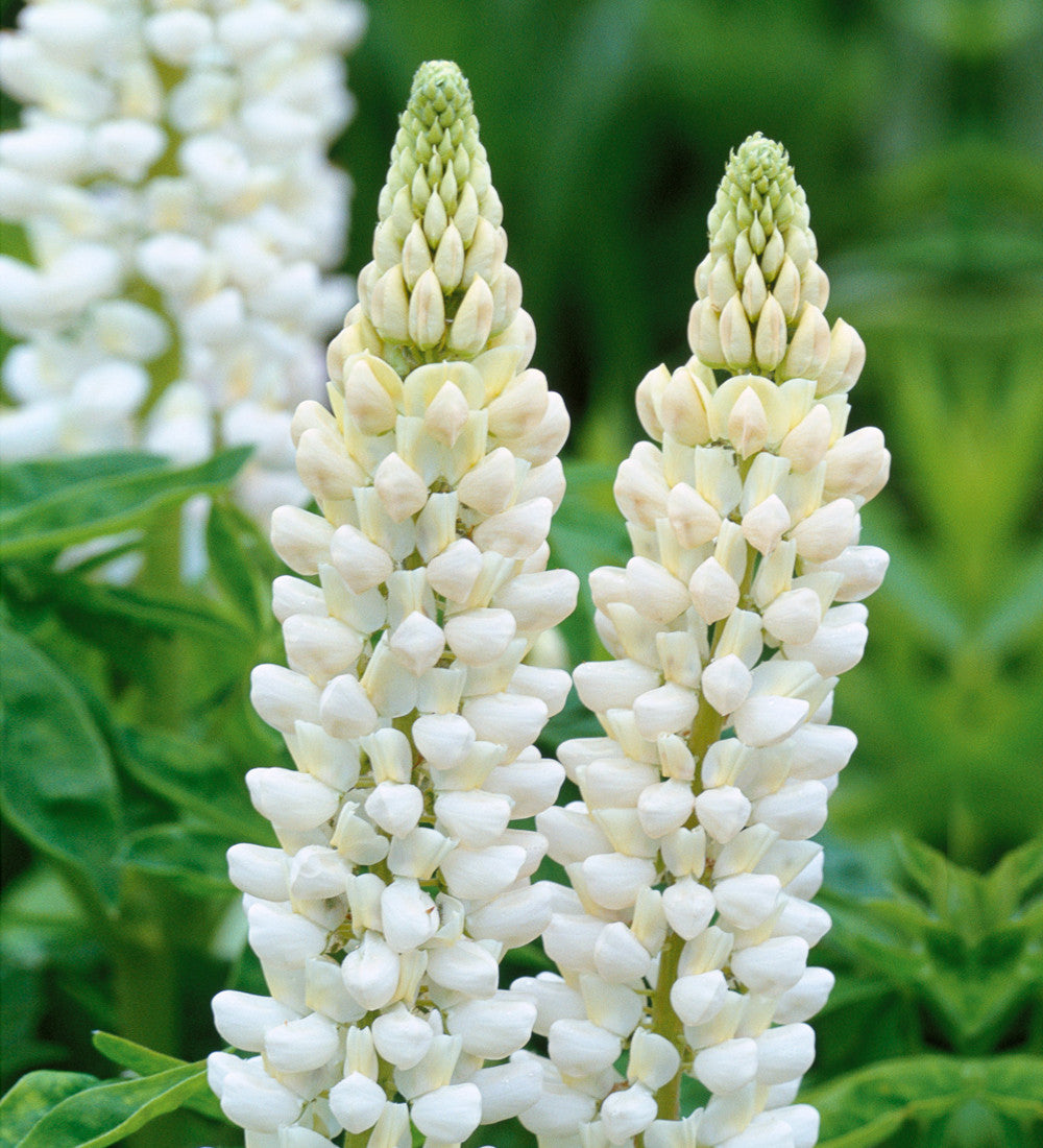 Sarah Raven Plants Lupinus Noble Maiden Lupine 3x9cm weiß