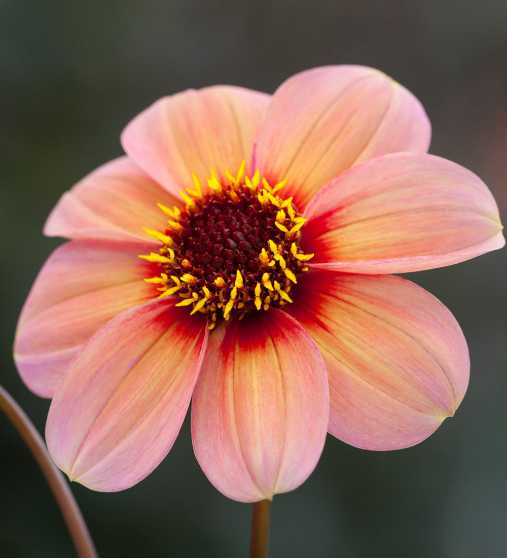 Sarah Raven Bulbs Dahlie Happy Single Kiss Knollen 1 Knolle Topf