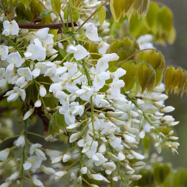 Sarah Raven Plants Wisteria Shiro-kapitan Blauregen 3L weiß