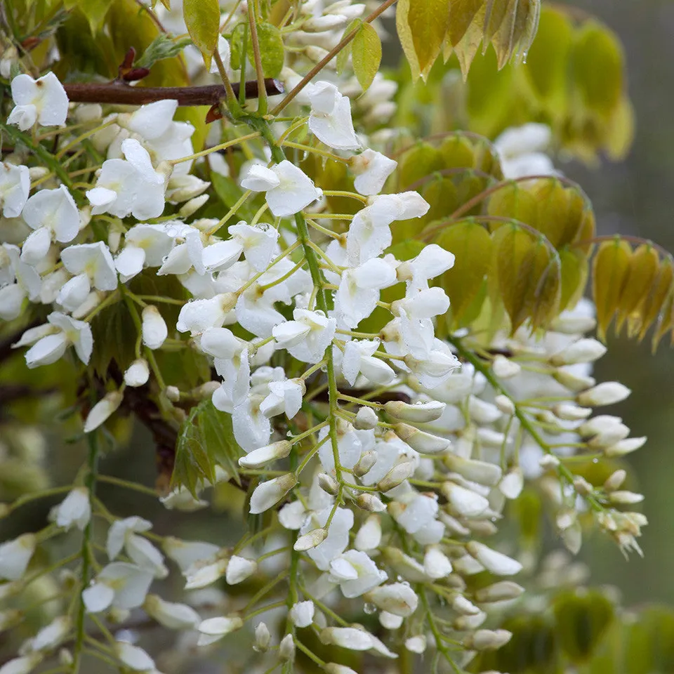 Sarah Raven Plants Wisteria Shiro-kapitan Blauregen 3L weiß
