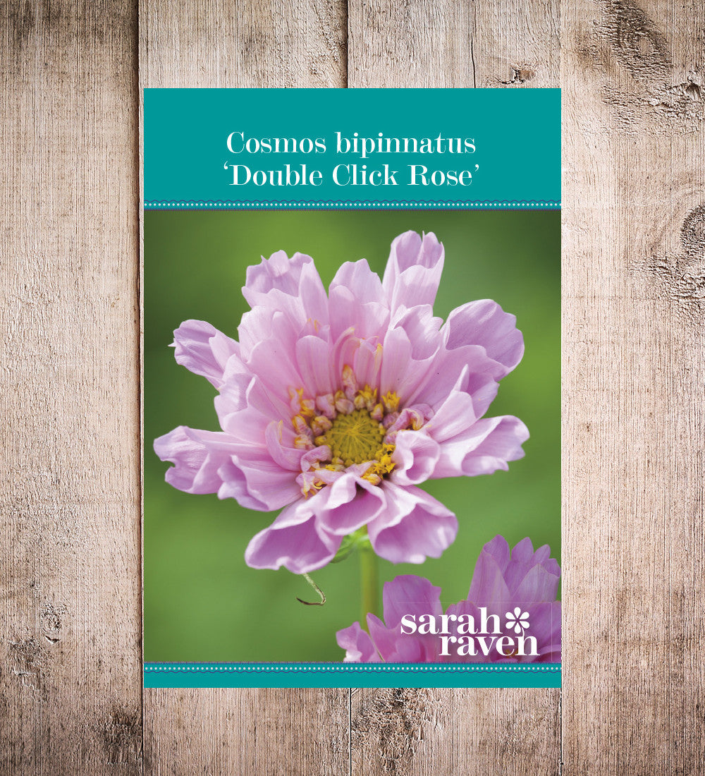 Sarah Raven Plants Cosmos Double Click Rose Bonbon 6x 9cm Rosa