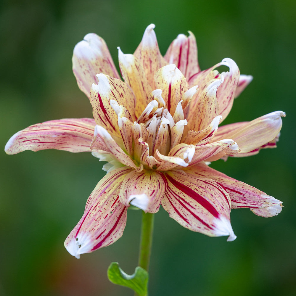 Sarah Raven Bulbs Peach Bellini Dahlia Blumenzwiebeln 4 Knollen pfirsich