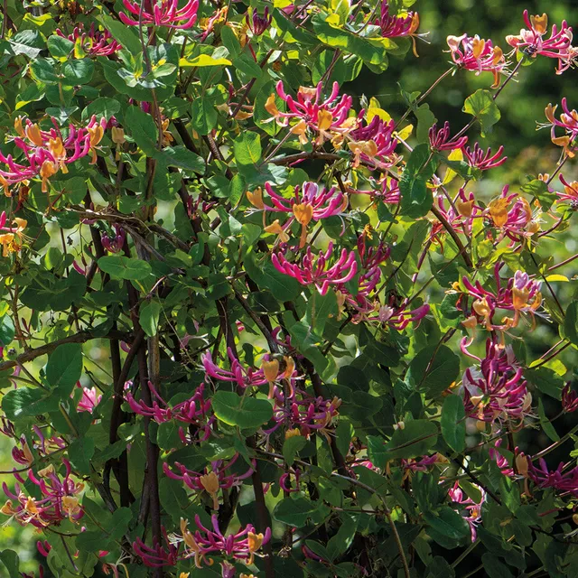 Sarah Raven Plants Lonicera Gold Flame Geißblatt 2 Liter Topf rosa