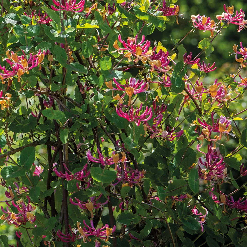 Sarah Raven Plants Lonicera Gold Flame Geißblatt 2 Liter Topf rosa
