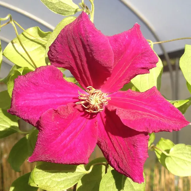 Sarah Raven Plants Clematis Earnest Markham Pflanze 2 Liter Topf
