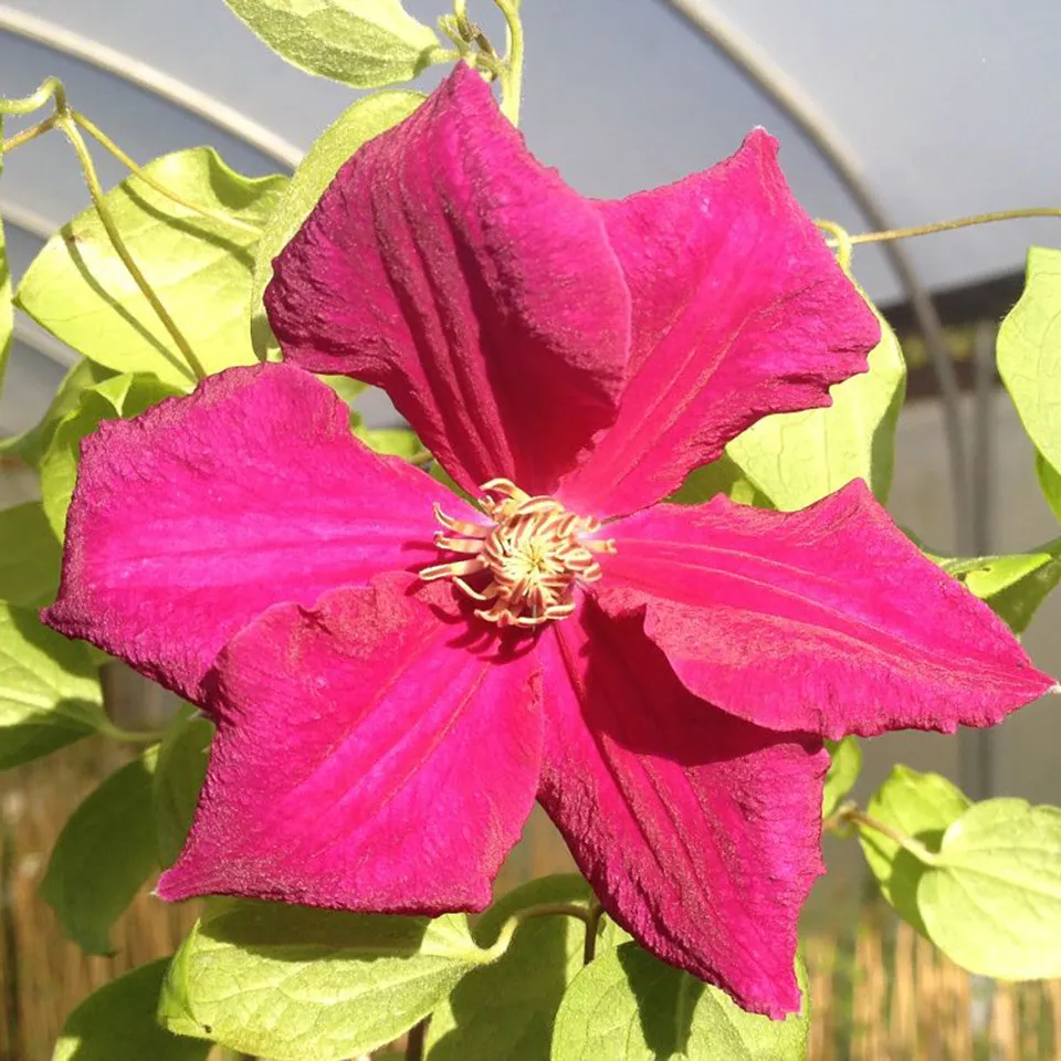 Sarah Raven Plants Clematis Earnest Markham Pflanze 2 Liter Topf