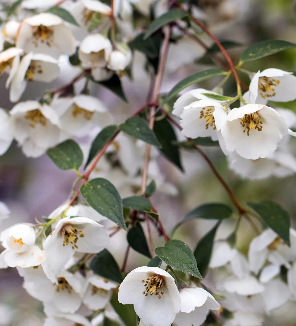Sarah Raven Plants Philadelphus Fragrant Falls Strauch 2L weiß