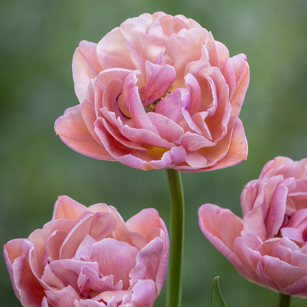Sarah Raven Bulbs Tulip Beachberry Blumenzwiebeln 10 Stück rosa