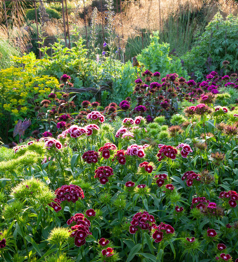 Sarah Raven Seeds Dianthus barbatus Electron Mix Bartnelkensamen 200 Samen