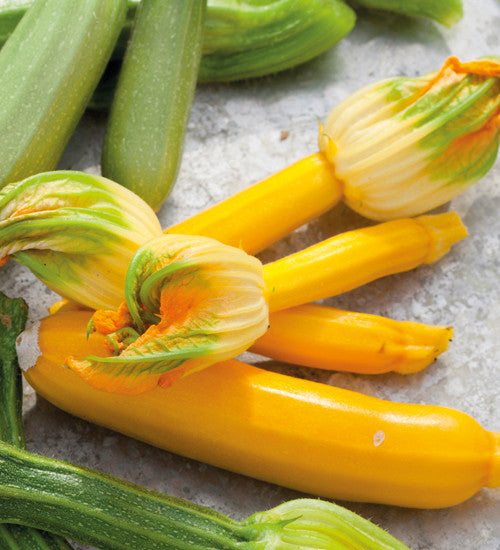 Sarah Raven Courgette Soleil F1 Zucchinisamen 8 Samen