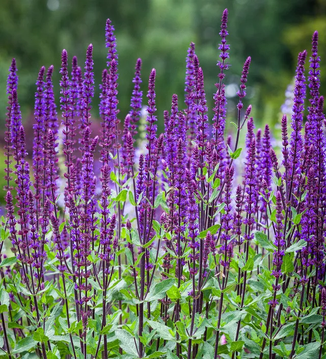Sarah Raven Plants Salvia Caradonna Ziersalbei 5x 2L lila
