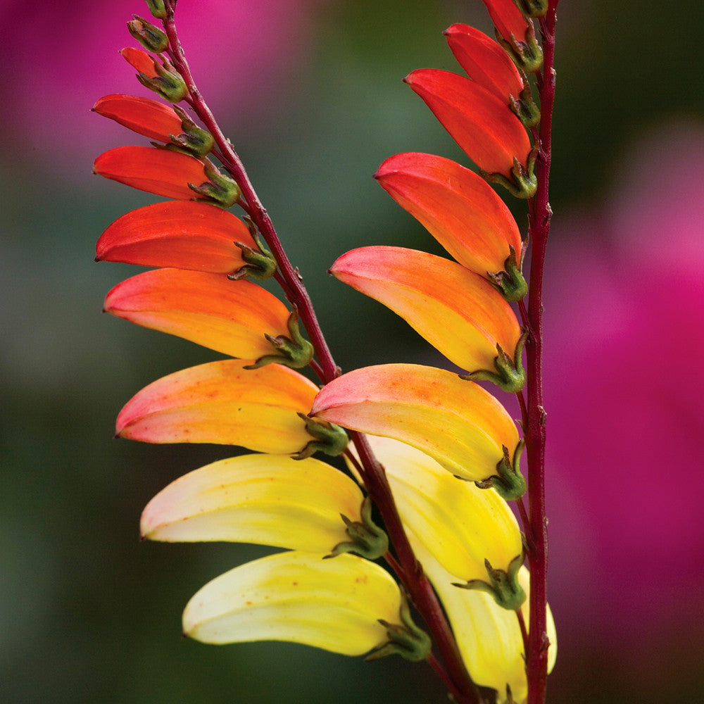Sarah Raven Seeds Ipomoea lobata Samen 20 Samen einjährig