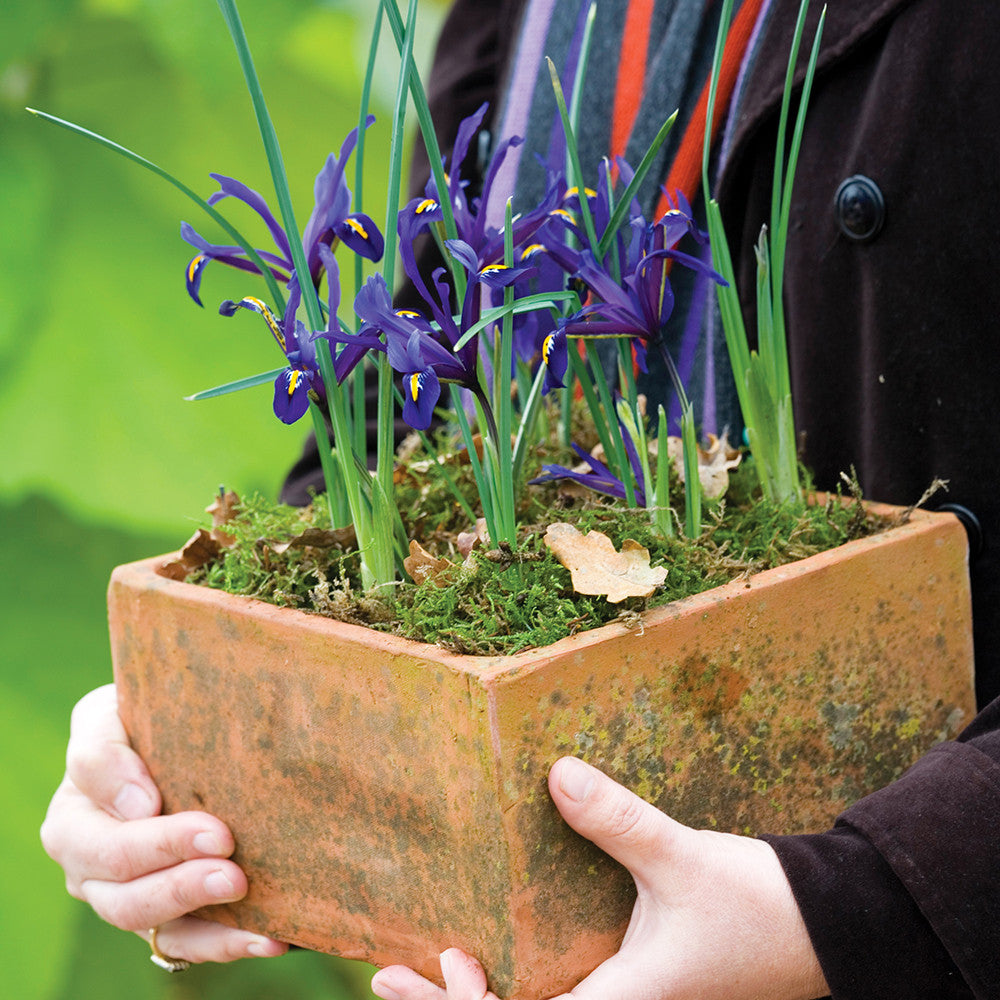 Sarah Raven Bulbs Iris Harmony Blumenzwiebeln 25 Stück duftend früh