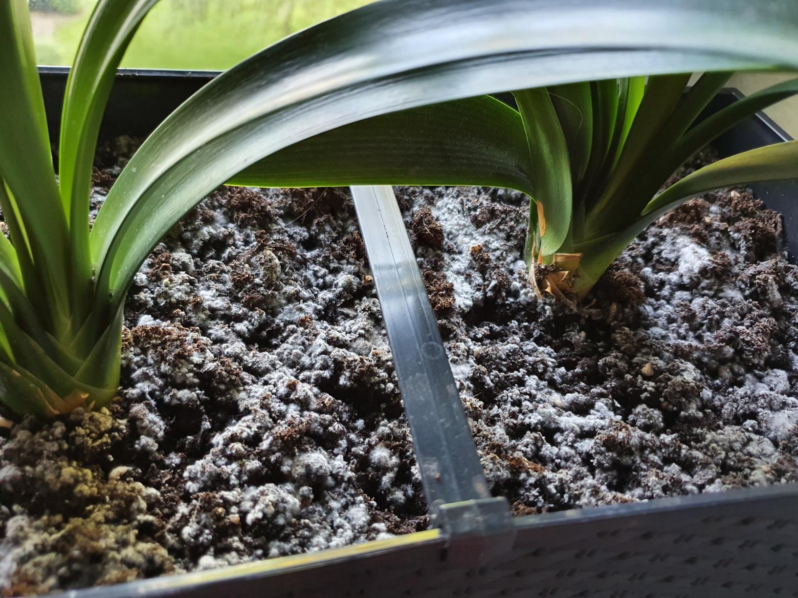 Prosperplast Rato Case Blumenkasten anthrazit 17L Bewässerung