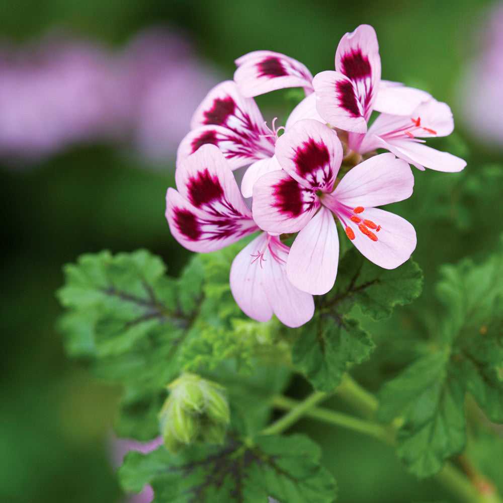 Sarah Raven Plants Pelargonium quercifolium Pflanze 3x9cm duftend