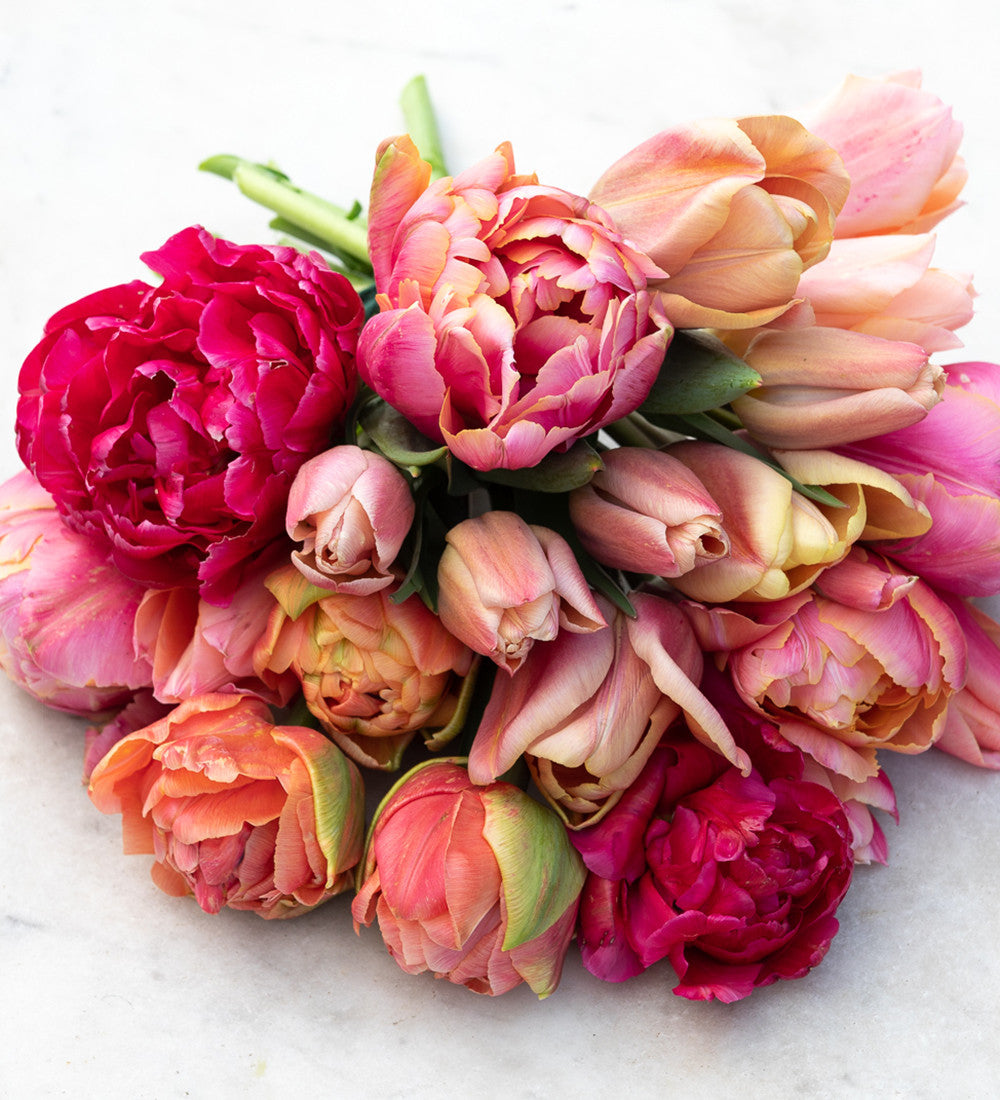 Sarah Raven Tulpe Apricot Copex Blumenzwiebeln 10 Zwiebeln