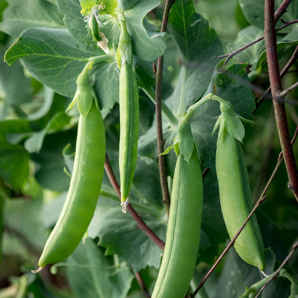 Sarah Raven Seeds Stir-fry Autumn Winter Samen 4 Tütchen Gemüse