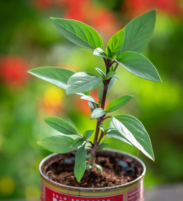 Sarah Raven Seeds Basil Queen of Sheba Samen 150 Korn aromatisch