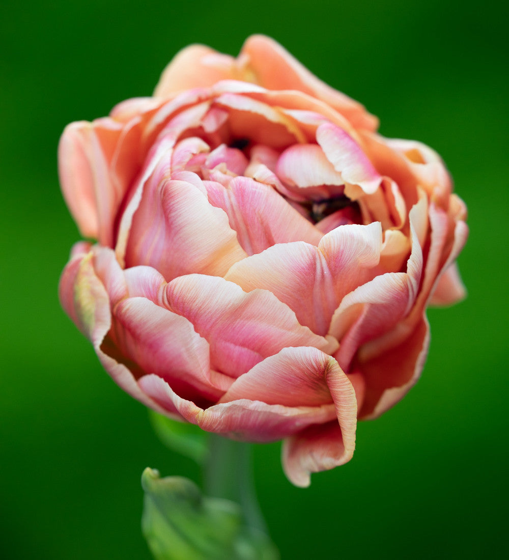 Sarah Raven Pompadour Tulpen Blumenzwiebeln 25 dunkel